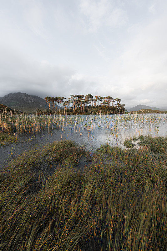 松树岛，Connemara国家公园，Co Galway，爱尔兰